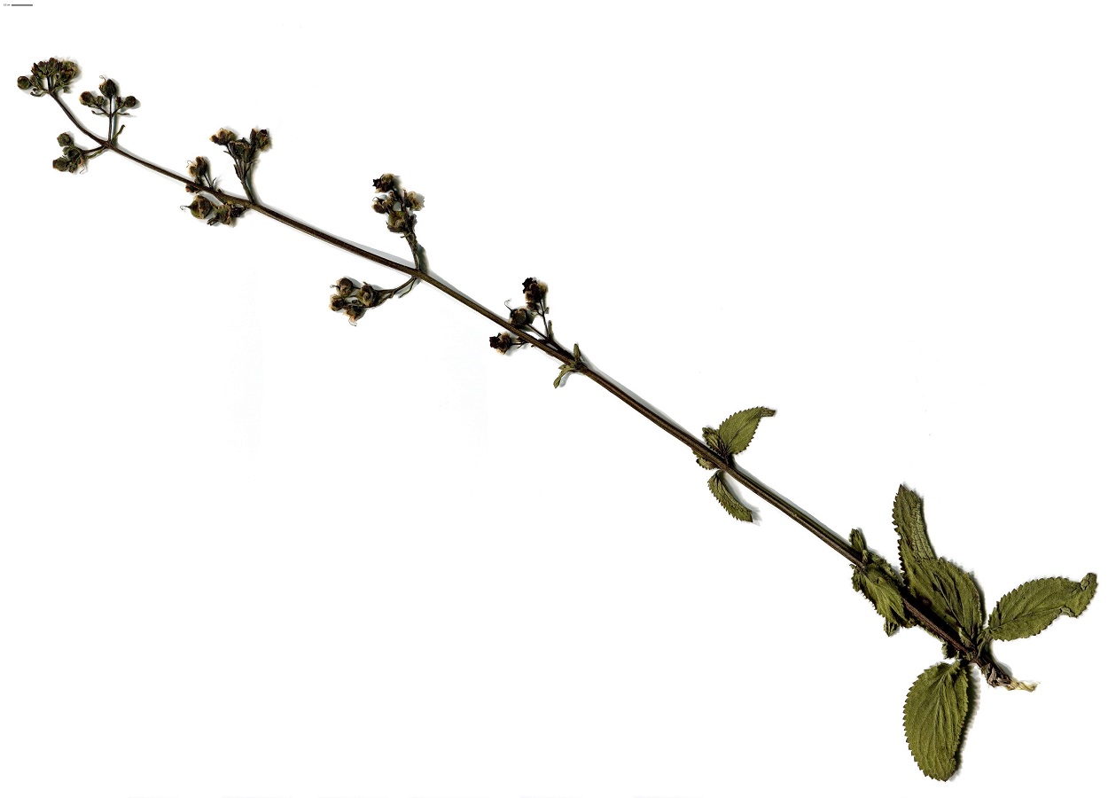 Scrophularia auriculata subsp. auriculata (Scrophulariaceae)